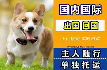 乌海市宠物托运公司乌海市宠物托运公司乌海市宠物托运公司