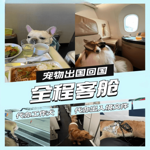 乌海市宠物托运到白俄罗斯宠物入境规定和要求